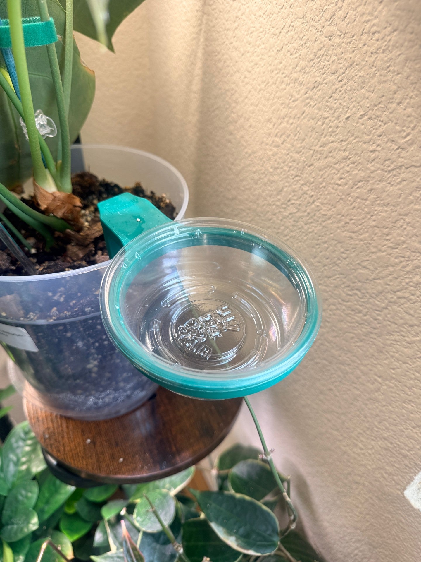 Planterly Pot Insert | Carnivorous Kit 6 Pack - Companion Planting Made Easy