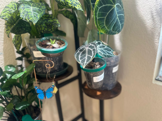 Planterly Pot Insert | Companion Planting Made Easy