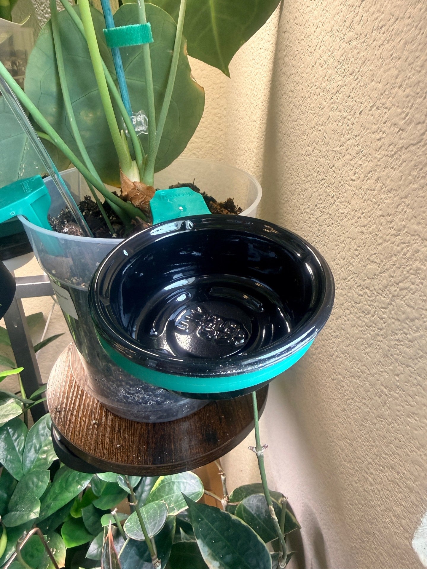 Planterly Pot Insert | Carnivorous Kit 6 Pack - Companion Planting Made Easy