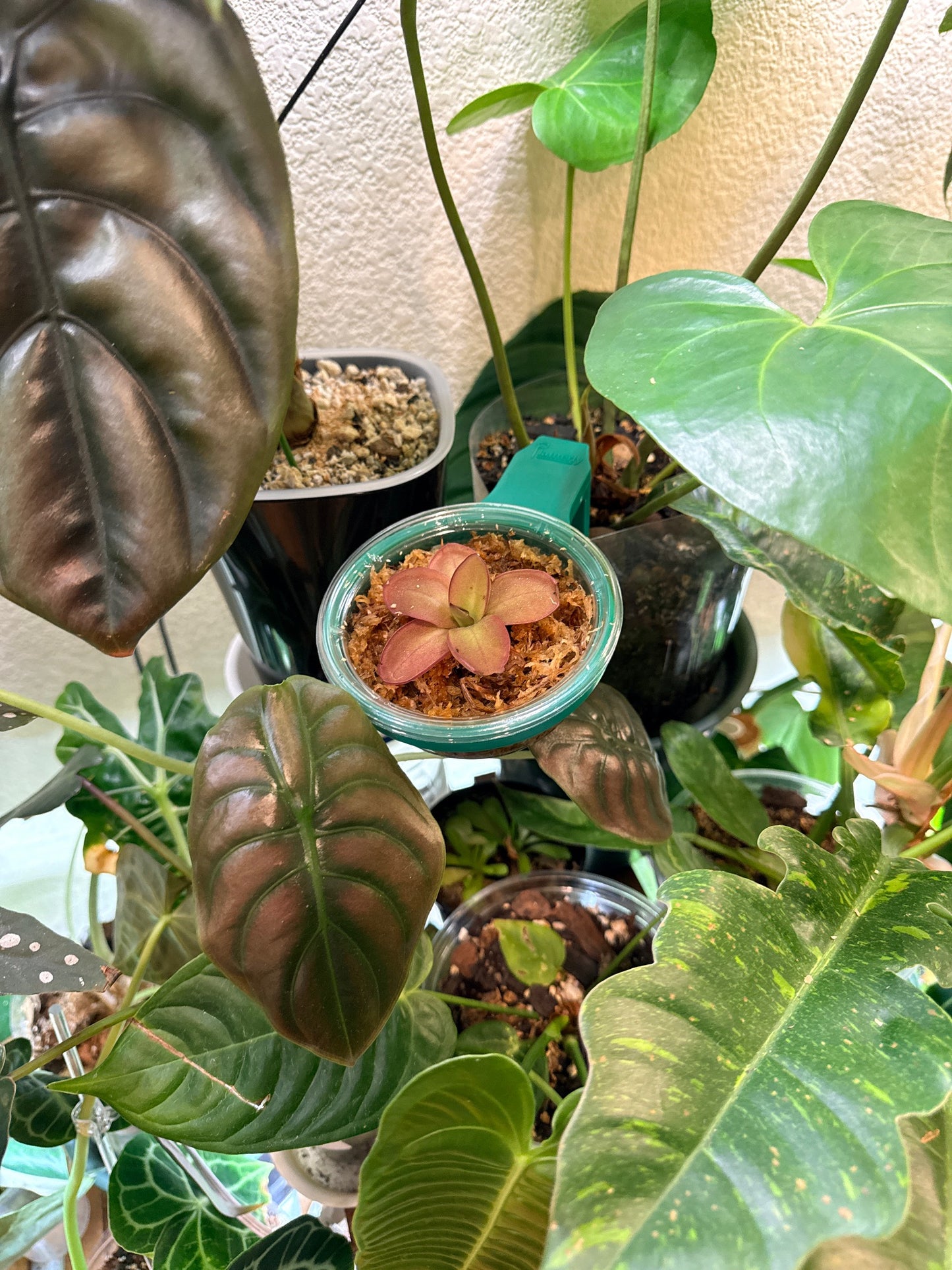Planterly Pot Insert | Carnivorous Kit 6 Pack - Companion Planting Made Easy