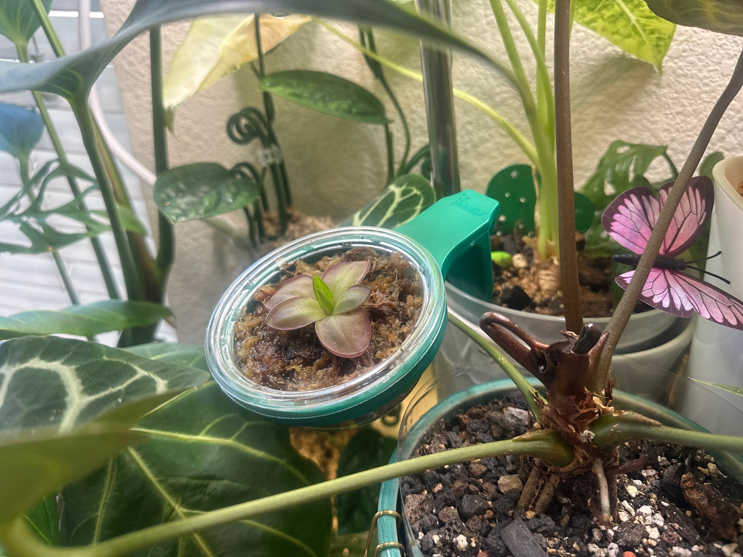 Planterly Pot Insert | Carnivorous Kit 6 Pack - Companion Planting Made Easy