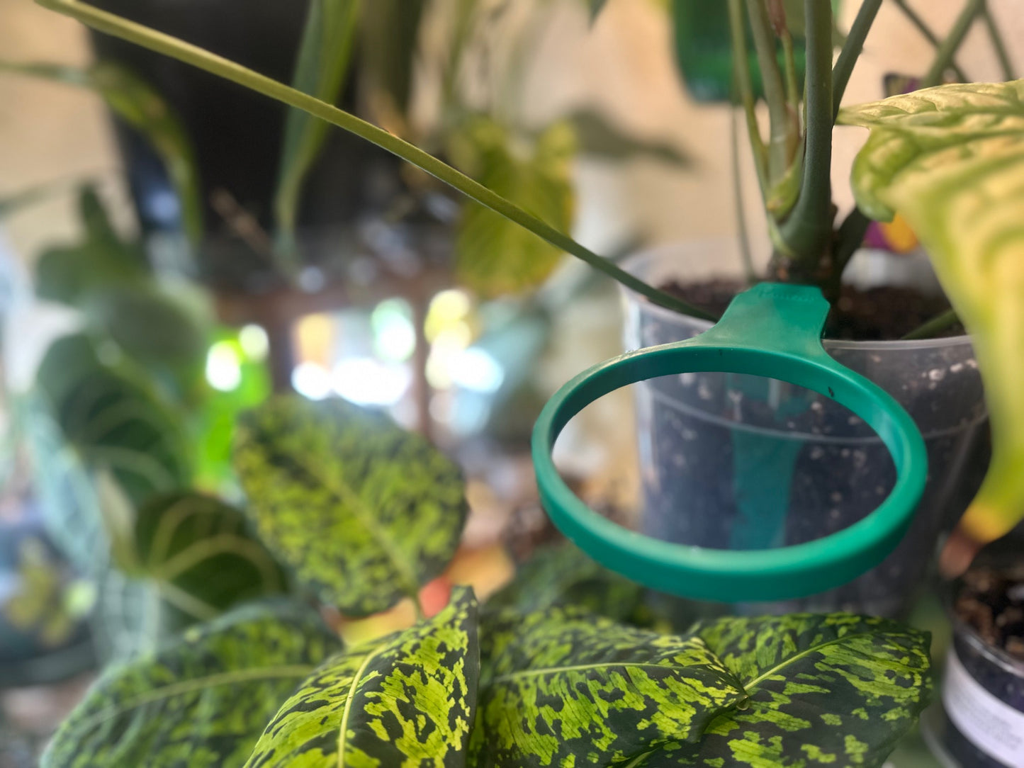 Planterly Pot Insert | Carnivorous Kit 6 Pack - Companion Planting Made Easy