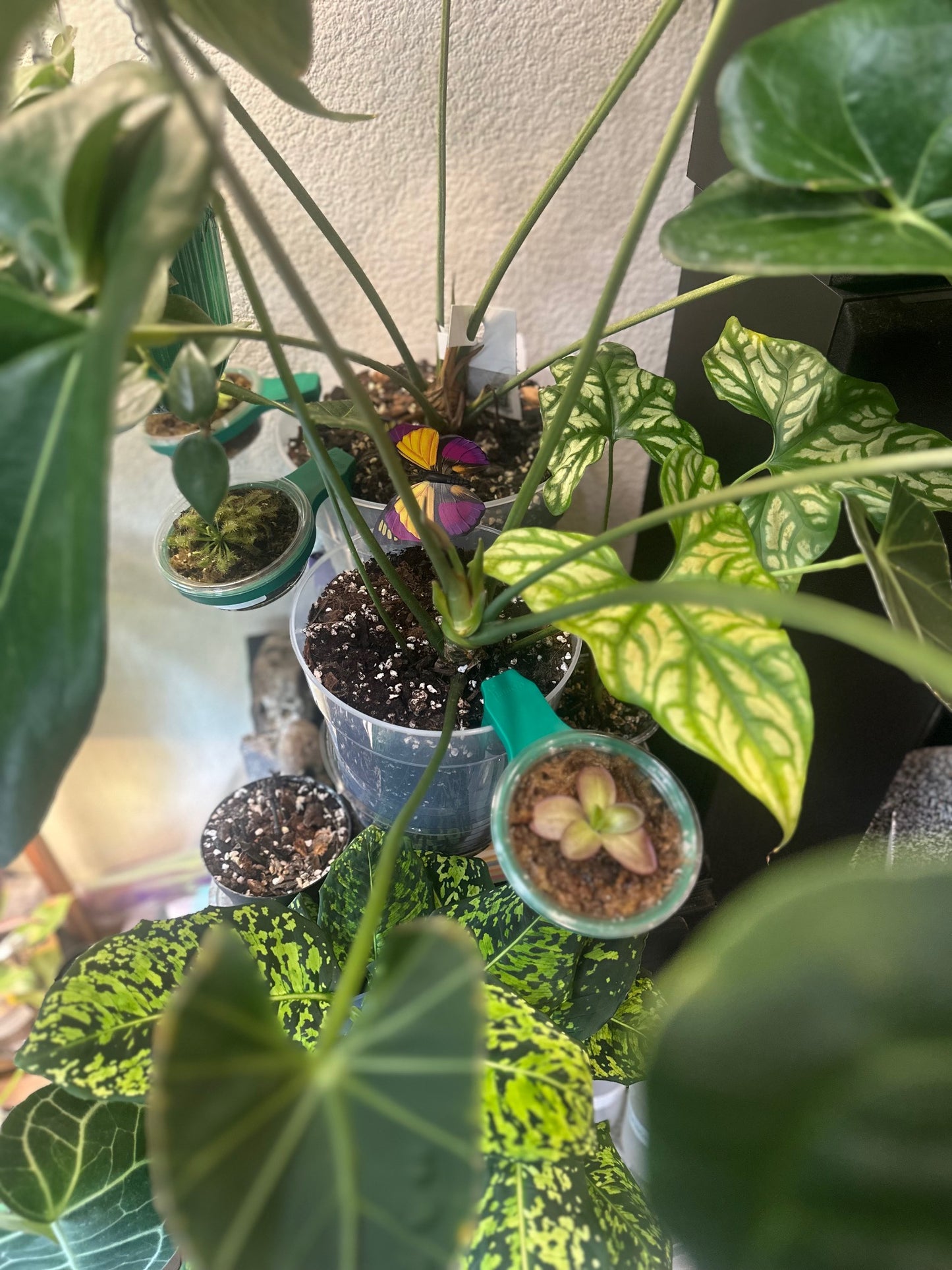 Planterly Pot Insert | Carnivorous Kit 6 Pack - Companion Planting Made Easy